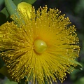 Зверобой олиственный (Hypericum frondosum) ‘Sunburst’