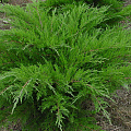 Можжевельник  Минт Джулеп (Juniperus media Mint Julep)