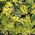 Зверобой бригадон (Hypericum calycinum 'Brigadoon')