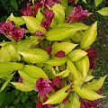 Вейгела цветущая Аурея (Weigela florida Aurea)