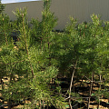 Сосна Крымская (Pinus nigra subsp. pallasiana )