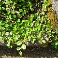 Кизильник Даммера (Cotoneaster dammeri)