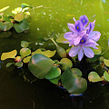 Водный гиацинт Эйхорния (Eichhornia)