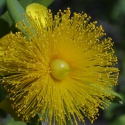 Зверобой олиственный (Hypericum frondosum) ‘Sunburst’