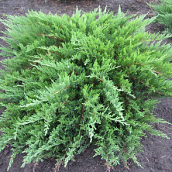 Можжевельник казацкий Тамарисцифолия (Juniperus Sabina Tamariscifolia)