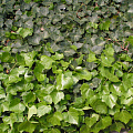 Плющ садовый вечнозелёный (Hedera helix ) 