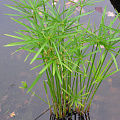 Водный Циперус зонтичный (Cyperus alternifoliu)