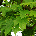 Клен остролистный ( платанолистный) (Acer platanoides) 