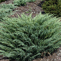 Можжевельник казацкий Тамарисцифолия (Juniperus Sabina Tamariscifolia)