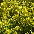 Бирючина обыкновенная золотистая (Ligustrum vulgare)