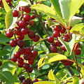 Черемуха виргинская (Prunus virginiana)