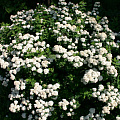 Спирея Вангутта (Spiraea Vanhouttei) 