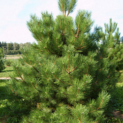 Сосна Крымская (Pinus nigra subsp. pallasiana )