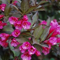 Вейгела цветущая "Нана пурпуреа" (Weigela florida Nana Purpurea)