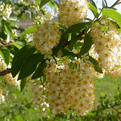Черемуха виргинская (Prunus virginiana)