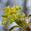Клен остролистный (Acer platanoides) 