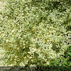 Бирючина Йбота (Ligustrum ibota) 