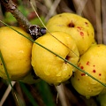 Айва японская  Маулея (Chaenomeles japonica mauela)