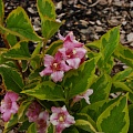 Вейгела пестролистная (Weigela variegata)