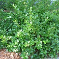 Бересклет Форчуна зеленолистный (Euonymus fortunei) 