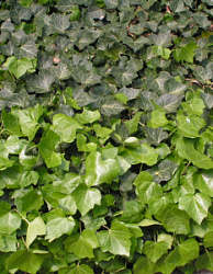 Плющ садовый вечнозелёный (Hedera helix ) 