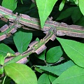 Бересклет крылатый (Euonymus alatus)